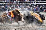 Sept.11, 2019 -- Yaks fight during a bullfighting festival in Zhexia Township of Bainang County in Xigaze City, southwest China`s Tibet Autonomous Region, Sept. 9, 2019. The bullfight festival in Zhexia Township is an intangible cultural heritage in Tibet, during which herds of yaks wearing traditional decorations are driven to the bullring to fight for the crown. (Xinhua/Li Xin)