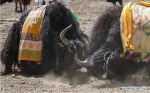 Sept.11, 2019 -- Yaks fight during a bullfighting festival in Zhexia Township of Bainang County in Xigaze City, southwest China`s Tibet Autonomous Region, Sept. 9, 2019. The bullfight festival in Zhexia Township is an intangible cultural heritage in Tibet, during which herds of yaks wearing traditional decorations are driven to the bullring to fight for the crown. (Photo by Sun Fei/Xinhua)