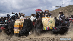 Sept.11, 2019 -- Yaks fight during a bullfighting festival in Zhexia Township of Bainang County in Xigaze City, southwest China`s Tibet Autonomous Region, Sept. 9, 2019. The bullfight festival in Zhexia Township is an intangible cultural heritage in Tibet, during which herds of yaks wearing traditional decorations are driven to the bullring to fight for the crown. (Xinhua/Sun Fei)