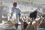 Sept.12, 2019 -- A herdsman scatters highland barley to pray for blessings as flocks of sheep enter the stadium for the sheep show in Zhexia Township of Bainang County in Xigaze, southwest China`s Tibet Autonomous Region, Sept. 9, 2019. Sheep show, or sheep counting, is a traditional activity at pastoral areas in southwest China`s Tibet Autonomous Region, during which herdsmen showcase and count the number of their sheep. They will also pick out and eulogize their bellwethers in a symbolic gesture to pray for good growth of livestock in the next year. (Xinhua/Li Xin)