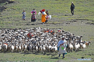 Sheep show in China’s Tibet