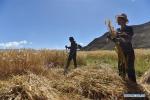 Oct.9, 2019 -- Villagers harvest highland barley in Zijin township of Gyangze County in Xigaze, southwest China`s Tibet Autonomous Region, Sept. 26, 2019. Local farmers were busy with their work in harvest season of highland barley. (Xinhua/Zhou Jinshuai)