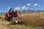 Oct.9, 2019 -- A reaper harvests highland barley in Zijin township of Gyangze County in Xigaze, southwest China`s Tibet Autonomous Region, Sept. 26, 2019. Local farmers were busy with their work in harvest season of highland barley. (Xinhua/Zhou Jinshuai)
