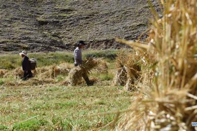 Local farmers busy in harvest season of highland barley in China’s Tibet