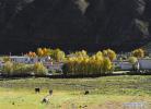 Oct.14,2019 -- Photo taken on Oct. 10, 2019 shows the scenery in Doilungdeqen of Lhasa, southwest China`s Tibet Autonomous Region. (Xinhua/Purbu Zhaxi)