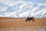 Oct.16, 2019 -- A yak grazes at the foot of the Xiagangjiang snow mountain in Gerze County of Ali Prefecture, southwest China`s Tibet Autonomous Region, Oct. 13, 2019. The Xiagangjiang snow mountain stretching in the bordering areas of Coqen, Gerze and Xainza counties is one of the main tourist destinations in Tibet. (Xinhua/Zhou Jinshuai)