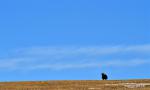Oct. 25, 2019 -- A wild yak is seen on a grassland in Shuanghu County of Nagqu, southwest China`s Tibet Autonomous Region, Oct. 21, 2019. Shuanghu, the world`s highest county with an average elevation of 5,000 meters, lies within the Qiangtang National Nature Reserve where many endangered wild animals live and breed. (Xinhua/Chogo)