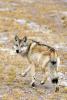 Oct. 25, 2019 -- A wolf is seen on a grassland in Shuanghu County of Nagqu, southwest China`s Tibet Autonomous Region, Oct. 20, 2019. Shuanghu, the world`s highest county with an average elevation of 5,000 meters, lies within the Qiangtang National Nature Reserve where many endangered wild animals live and breed. (Xinhua/Chogo)