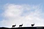 Oct. 25, 2019 -- Tibetan antelopes are seen on a grassland in Shuanghu County of Nagqu, southwest China`s Tibet Autonomous Region, Oct. 21, 2019. Shuanghu, the world`s highest county with an average elevation of 5,000 meters, lies within the Qiangtang National Nature Reserve where many endangered wild animals live and breed. (Xinhua/Chogo)