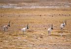 Oct. 25, 2019 -- Tibetan antelopes are seen on a grassland in Shuanghu County of Nagqu, southwest China`s Tibet Autonomous Region, Oct. 20, 2019. Shuanghu, the world`s highest county with an average elevation of 5,000 meters, lies within the Qiangtang National Nature Reserve where many endangered wild animals live and breed. (Xinhua/Chogo)