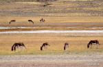 Oct. 25, 2019 -- A group of kiangs (Equus kiang) graze on a grassland in Shuanghu County of Nagqu, southwest China`s Tibet Autonomous Region, Oct. 20, 2019. Shuanghu, the world`s highest county with an average elevation of 5,000 meters, lies within the Qiangtang National Nature Reserve where many endangered wild animals live and breed. (Xinhua/Chogo)