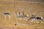 Oct. 25, 2019 -- A flock of Tibetan gazelles are seen on a grassland in Shuanghu County of Nagqu, southwest China`s Tibet Autonomous Region, Oct. 20, 2019. Shuanghu, the world`s highest county with an average elevation of 5,000 meters, lies within the Qiangtang National Nature Reserve where many endangered wild animals live and breed. (Xinhua/Chogo)