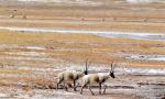 Oct. 25, 2019 -- Tibetan antelopes forage on a grassland in Shuanghu County of Nagqu, southwest China`s Tibet Autonomous Region, Oct. 21, 2019. Shuanghu, the world`s highest county with an average elevation of 5,000 meters, lies within the Qiangtang National Nature Reserve where many endangered wild animals live and breed. (Xinhua/Chogo)