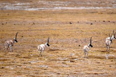 Wild animals roam on grassland in Shuanghu County of Nagqu, SW China