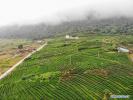Oct.28,2019-- Aerial photo taken on Oct. 23, 2019 shows a view of a tea plantation in Medog County, Nyingchi City of southwest China`s Tibet Autonomous Region. Medog, meaning `Secret Lotus` , is located in Nyingchi of southeast Tibet. Being on the lower reaches of the Yarlung Zangbo River and the south of the Himalayas, Medog County boasts amazing natural landscapes due to its unique geographical position. (Xinhua/Sun Fei)