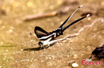 Oct.29, 2019 -- Researchers with the Plateau Biology Research Institute in Southwest China’s Tibet Autonomous Region reported the discovery of Lamproptera curius, a species of swallowtail butterfly, in the region’s Medog County. This marked the first time of the species found in Tibet. (Photo: China News Service/Da Wa)