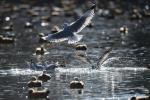 Nov.25,2019 -- Migratory birds are seen at the Longwangtan Park in Lhasa, southwest China`s Tibet Autonomous Region, Nov. 21, 2019. Many migratory birds, such as bar-headed geese and black-headed gulls, arrived in areas along the Lhasa river valley and the Yarlung Zangbo River to escape the cold. (Xinhua/Purbu Zhaxi)