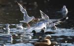 Nov.25,2019 -- Migratory birds are seen at the Longwangtan Park in Lhasa, southwest China`s Tibet Autonomous Region, Nov. 21, 2019. Many migratory birds, such as bar-headed geese and black-headed gulls, arrived in areas along the Lhasa river valley and the Yarlung Zangbo River to escape the cold. (Xinhua/Purbu Zhaxi)