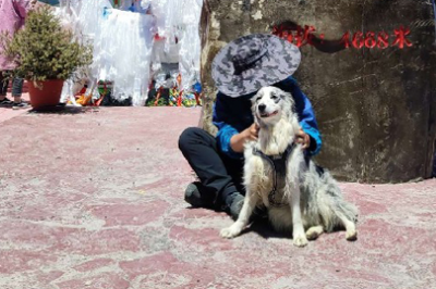 Hiker walks from Sichuan to Tibet with pet dog
