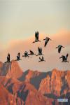 Dec.24,2019 -- Black-necked cranes fly over a natural reserve for the birds in Lhunzhub County, southwest China`s Tibet Autonomous Region, Jan. 1, 2019. From scientific expedition at the Lake Yamzbog Yumco to wildlife conservation patrol mission in Shuanghu County at an average altitude of more than 5,000 meters, from a traditional festive horse racing to annual facelift of the Potala Palace, the photographers of Xinhua captured local people`s daily lives and achievements on social development in Tibet in 2019, the year marking the 60th anniversary of the campaign of democratic reform in Tibet. A selection of photos from the `InTibet` column shows beauty of nature on the plateau and stories of local people improving their lives with hard work. (Xinhua/Zhang Rufeng)