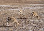 Dec.26,2019 -- Tibetan gazelles graze in Nagqu, southwest China`s Tibet Autonomous Region, Dec. 23, 2019. The number of wild animals in Nagqu rises gradually thanks to the improvement of the ecological environment. (Xinhua/Hou Jie)