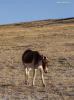 Dec.26,2019 -- A Tibetan wild donkey is seen in Nagqu, southwest China`s Tibet Autonomous Region, Dec. 22, 2019. The number of wild animals in Nagqu rises gradually thanks to the improvement of the ecological environment. (Xinhua/Sun Fei)