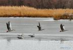 Jan.2,2020 -- Bar-headed geese are seen at Lhalu wetland in Lhasa, southwest China`s Tibet Autonomous Region, Jan. 1, 2020. Lhalu Wetland National Nature Reserve is known as `the Lung of Lhasa`. (Xinhua/Zhang Rufeng)
