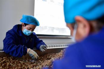 Tibetan medicine used to help fight coronavirus in Qinghai, NW China