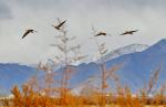 Feb.28,2020 -- Bar-headed geese are seen flying above Lalu Wetland in Lhasa, Southwest China`s Tibet autonomous region, Feb.24, 2020. The temperature here in Lalu Wetland Reserve rises with the arrival of spring, and wild birds become active again after a bleak winter, revealing a lively spring landscape. Lalu Wetland, known as `the Lungs of Lhasa`, is a unique urban inland natural wetland with the highest altitude and largest acreage.[Photo/Xinhua]