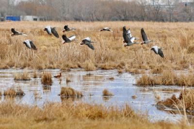 Geese sign of early spring at Lalu Wetland, Tibet
