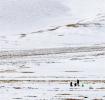 March 4,2020 -- Herders fetch water on the snow-covered grassland in Damxung County, southwest China`s Tibet Autonomous Region, March 1, 2020. (Xinhua/Purbu Zhaxi)