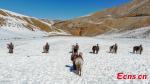March 11,2020 -- Riding on horses, soldiers based in Ali prefecture, Southwest China`s Tibet autonomous region train on March 10, 2020. The training session was carried out in region with an average elevation of 4,600 meters above sea level when the temperature was as low as minus 25 degrees Celsius. (Photo: China News Service/Liu Xiaodong)