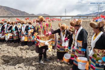 Spring ploughing ceremonies take place in Tibet to pray for year with good harvests