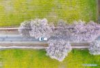 March 31,2020 -- Aerial photo taken on March 26, 2020 shows peach blossoms in Nyingchi, southwest China`s Tibet Autonomous Region. (Xinhua/Sun Fei)