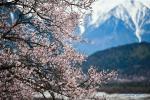 March 31,2020 -- Photo taken on March 26, 2020 shows peach blossoms in Bomi County, Nyingchi of southwest China`s Tibet Autonomous Region. (Xinhua/Jigme Dorje)