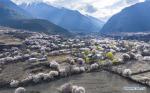 March 31,2020 -- Aerial photo taken on March 26, 2020 shows peach blossoms in Bomi County, Nyingchi of southwest China`s Tibet Autonomous Region. (Xinhua/Jigme Dorje)