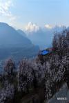 April 2,2020 -- Photo taken on April 1, 2020 shows peach blossoms along the Yarlung Zangbo River Grand Canyon, known as the world`s deepest canyon, in southwest China`s Tibet Autonomous Region. (Xinhua/Huang Huo)