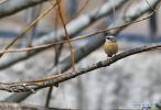 April 13,2020 -- A bird perches on a branch at the Lhalu wetland in Lhasa, southwest China`s Tibet Autonomous Region, April 6, 2020. (Xinhua/Zhang Rufeng)