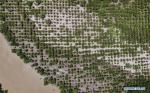 June 28,2020 -- Aerial photo taken on June 27, 2020 shows a shelter forest along the Yarlung Zangbo River in Shannan, southwest China`s Tibet Autonomous Region. (Xinhua/Jigme Dorje)