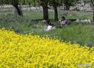 July 8,2020 -- A tourist takes photos of his child in a cole flower field in Dagdong Village, Lhasa, southwest China`s Tibet Autonomous Region, June 25, 2020. (Xinhua/Sun Fei)