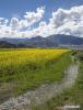 July 8,2020 -- Photo taken on June 25, 2020 shows a cole flower field in Dagdong Village, Lhasa, southwest China`s Tibet Autonomous Region. (Xinhua/Sun Fei)