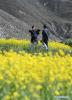 July 8,2020 -- Tourists take photos in a cole flower field in Dagdong Village, Lhasa, southwest China`s Tibet Autonomous Region, June 25, 2020. (Xinhua/Sun Fei)