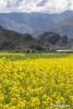 July 8,2020 -- Photo taken on June 25, 2020 shows a cole flower field in Dagdong Village, Lhasa, southwest China`s Tibet Autonomous Region. (Xinhua/Sun Fei)