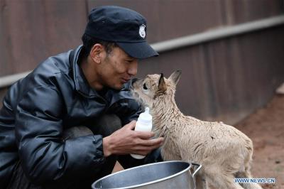 Tibetan antelope babies rescued at Zhuonai Lake protection station in Qinghai