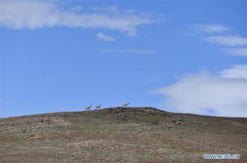 Tibetan antelopes seen near Zonag Lake in Qinghai