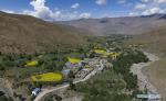 July 21,2020 -- Aerial photo taken on July 2, 2020 shows a view of Jiuhe Village of Qonggyai County in Shannan, southwest China`s Tibet Autonomous Region. Jiuhe Zhuo dance, originated in Qonggyai County of Shannan, has a history of more than 1,300 years. It has been a favorite dancing form for local people in Shannan to pray for good luck since ancient times and was dubbed waist drum dance in Tibet. Nyima, an inheritor of Jiuhe Zhuo dance, which is a national intangible cultural heritage, began to learn the dance from his father at the age of nine and has been dedicated to Zhuo dance performance for over 60 years. His performance once won a national award for folk arts. After decades of study of the dance, Nyima has formed his unique style. During the performance, he plays the role of leading dancer and controls the movements and rhythm of the dance. Nyima has trained dozens of apprentices and formed a Zhuo dance performing team in Jiuhe Village. Now, young dancers of the team often perform in different places. The Zhuo dance has become an important approach to reducing poverty for local villagers. (Xinhua/Purbu Zhaxi)