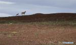 July 29,2020 -- Photo taken on July 7, 2020 shows Tibetan antelopes near Zonag Lake in Hoh Xil, northwest China`s Qinghai Province. (Xinhua/Zhang Long)