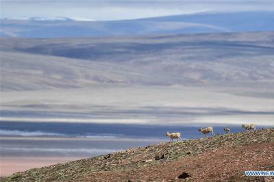 In pics: Tibetan antelopes near Zonag Lake in Hoh Xil, China’s Qinghai