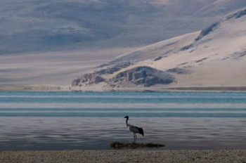 Into Tibet 2020: Black-necked crane