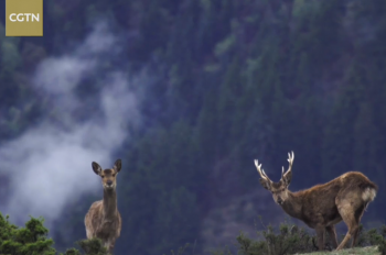 Into Tibet 2020: Sika deer haven